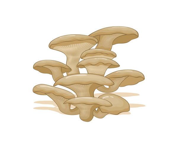 Čerstvé ústřicové houby zeleninové vektorové konstrukce. Zelenina z farmy pro tržní produkt - Vektor, obrázek