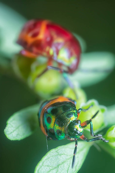 primer plano de la ninfa colorida joya metálica insecto. - Foto, Imagen