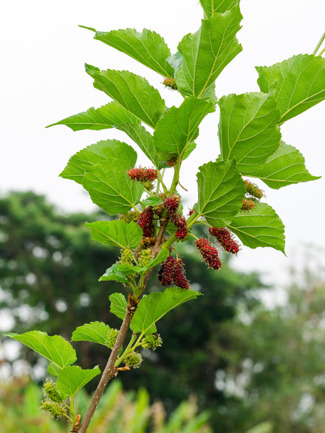 Morera fresca en el árbol - Fruta de la baya en la naturaleza, ramita de morera
 - Foto, Imagen