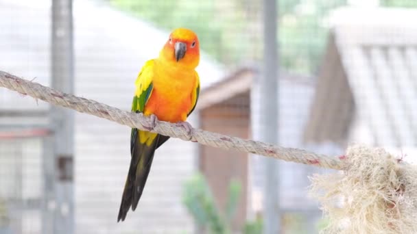 Close up Colorful yellow and green love bird walking on rope - Footage, Video