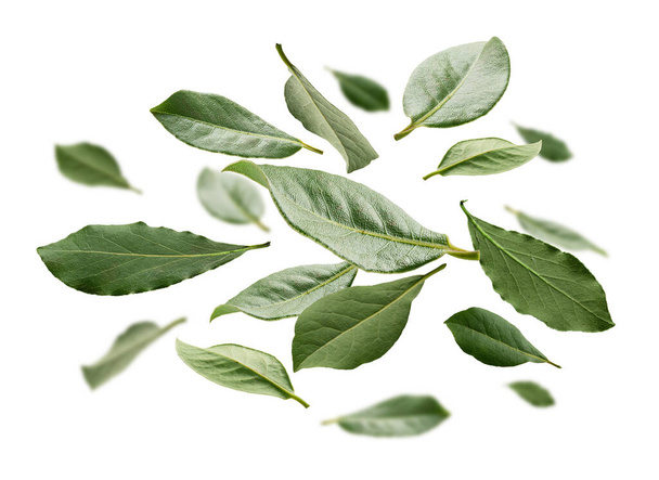 Green Bay leaves levitate on a white background - Photo, Image