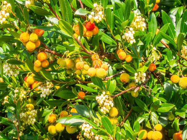 Soapberries (Sapindus) es un género de entre cinco y doce especies de arbustos y pequeños árboles de la familia Lychee, Sapindaceae, nativos de las regiones templadas cálidas y tropicales del mundo. El género incluye especies caducifolias y perennes. - Foto, Imagen