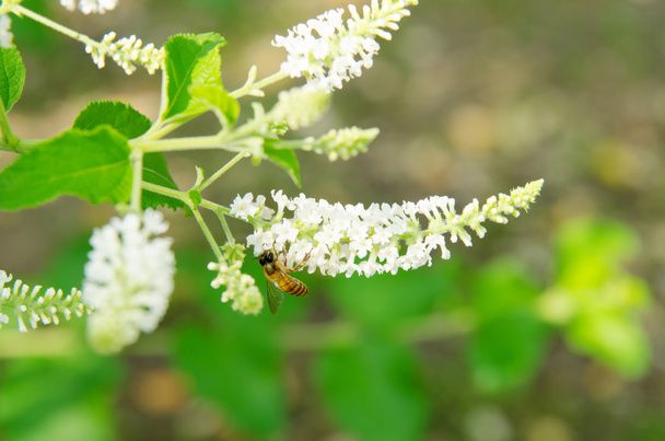 Fiore bianco buddleja
 - Foto, immagini