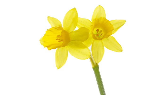 Narsissit (Narcissus pseudonarcissus)
) - Valokuva, kuva