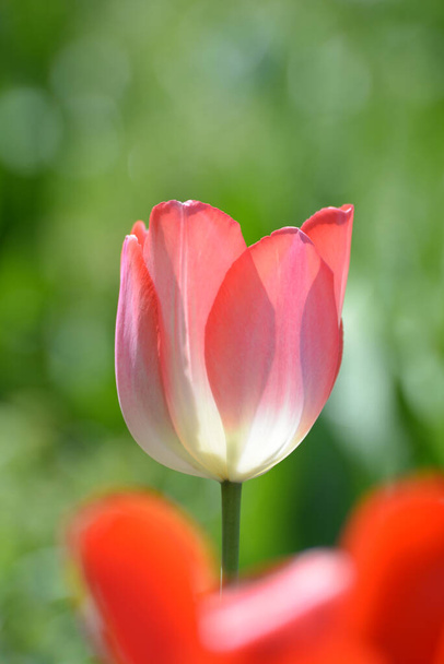 Tulpen στο einem Blumengarten - Φωτογραφία, εικόνα