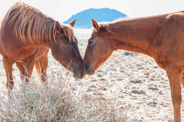 Κοινωνική αλληλεπίδραση μεταξύ δύο άγριων αλόγων του Namib. Φωτογραφία στο Garub - Φωτογραφία, εικόνα