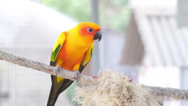 Close up Colorful yellow orange green love bird chirping while standing on rope by camera hand held move out - Footage, Video