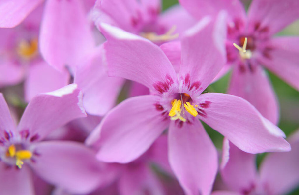 色とりどりのピンク色の忍び寄るphlox (phlox subulataまたは山のphlox) 。背景としての春の花のマクロショット. - 写真・画像