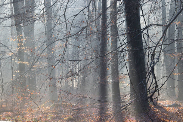 Буковые леса на заднем плане с капельками в Dwingelderveld, Нидерланды - Фото, изображение