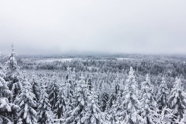 Beautiful snowy forest from above. Winter seasonal landscape. National park in the snow. - Photo, Image
