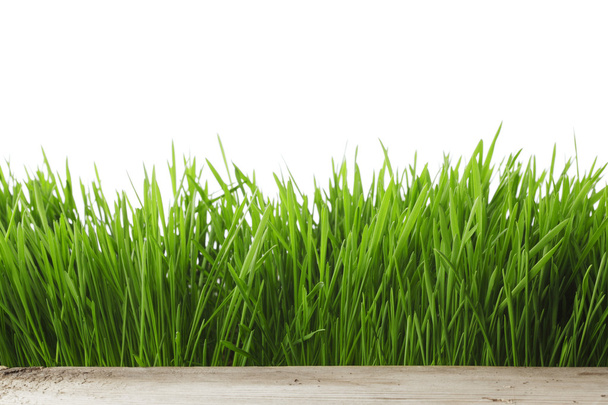 Spring grass on white - Фото, зображення