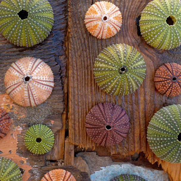 colección de conchas de erizo de mar de colores en húmedo resistido por los tablones de madera de mar - Foto, Imagen