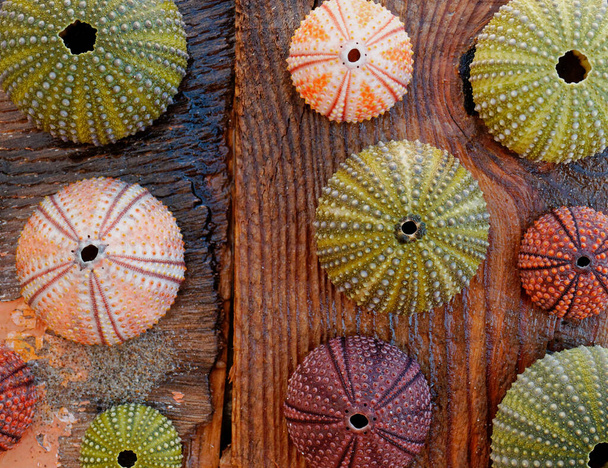 коллекция разноцветных раковин морского ежа на влажных, выветриваемых досками морского дерева - Фото, изображение