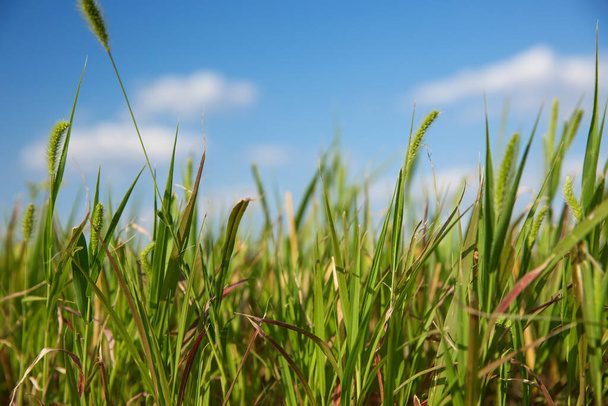 Green grass in field on sunny day, closeup - Fotó, kép