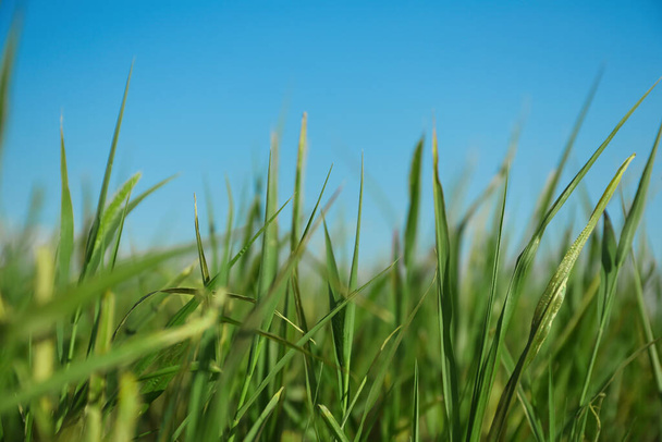 Zöld fű a mezőn a napsütéses napon, közelkép - Fotó, kép