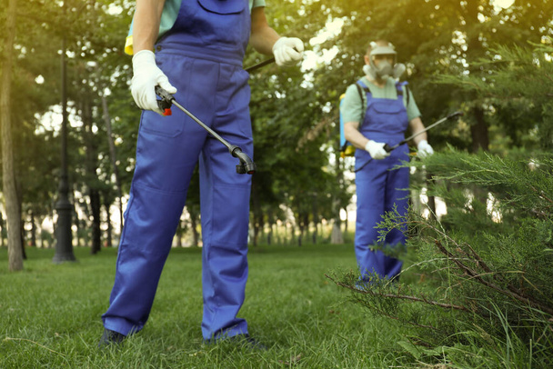 Workers spraying pesticide onto green bush outdoors, closeup. Pest control - Foto, Bild