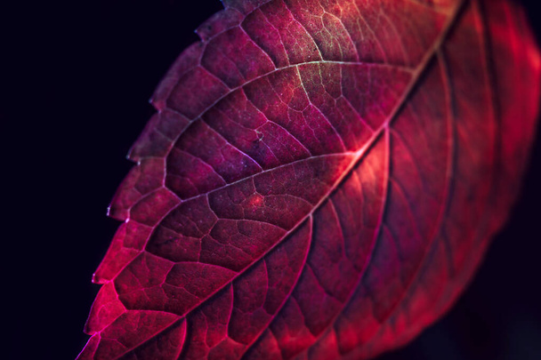 Close up Beautiful abstract leaf in colorful light. Minimalism modern style concept. Dark Background pattern for design.  - Photo, Image