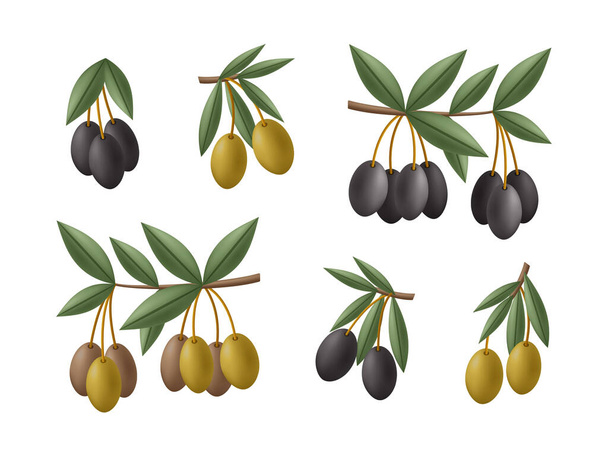 Зеленые и черные оливковые ветви набор. Векторная иллюстрация - Вектор,изображение