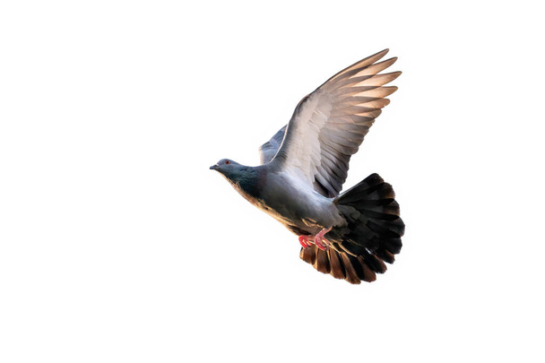 Сцена движения скального голубя, летящего в воздухе, соединенном с чистым небом - Фото, изображение