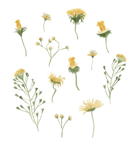 Aquarelle jaune pissenlits ensemble illustration. Collection botanique d'été dessinée à la main de fleurs sauvages. - Photo, image