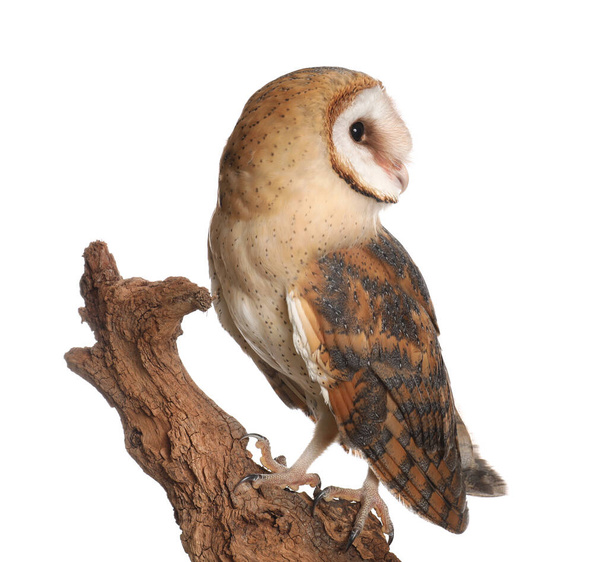 Beautiful common barn owl on twig against white background - Foto, Imagen
