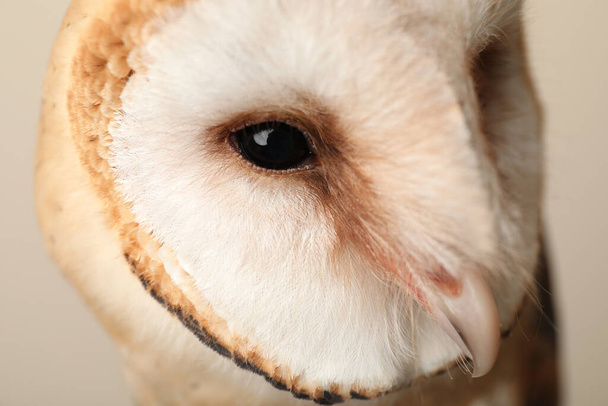 Beautiful common barn owl on beige background, closeup - Fotoğraf, Görsel