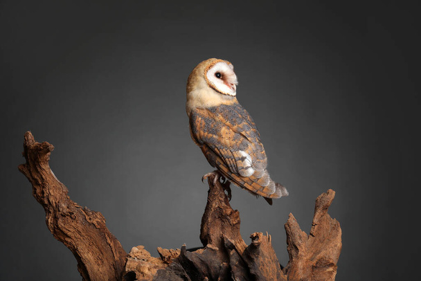 Beautiful common barn owl on tree against grey background - Foto, immagini
