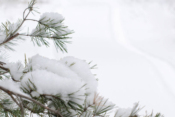 Снігова гілка покрита снігом. Прогулянка в зимовому лісі. Новий рік та інші зимові канікули. - Фото, зображення