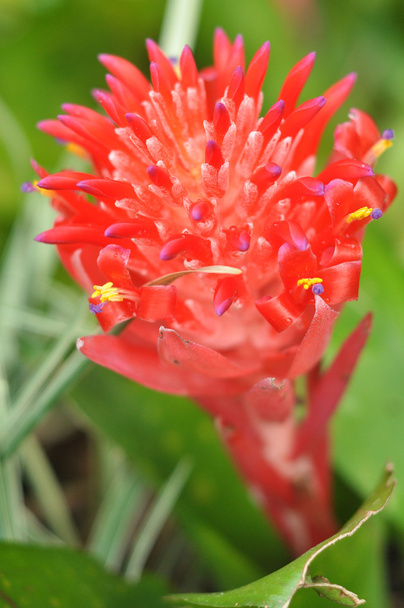 Billbergia pyramidalis - Fotoğraf, Görsel