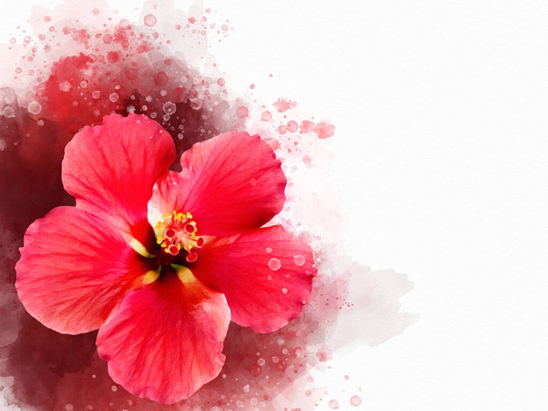 Vesiväri maalaus elinvoimainen punainen hibiscus kukka. Kasvitieteellinen kuvitus - Valokuva, kuva