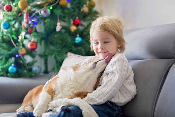 Cute toddler child. boy, hugginh baby puppy corgi dog at home on Christmas in front of christmas tree - Foto, Bild