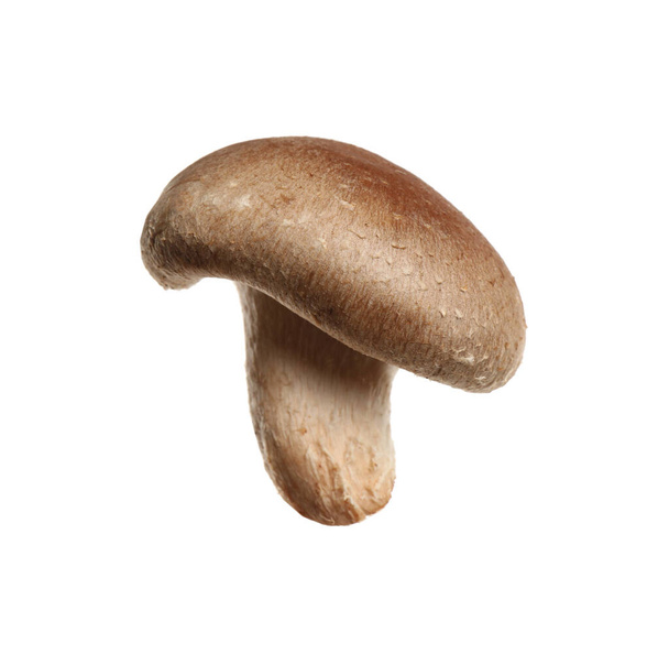 Fresh wild shiitake mushroom isolated on white - Photo, image