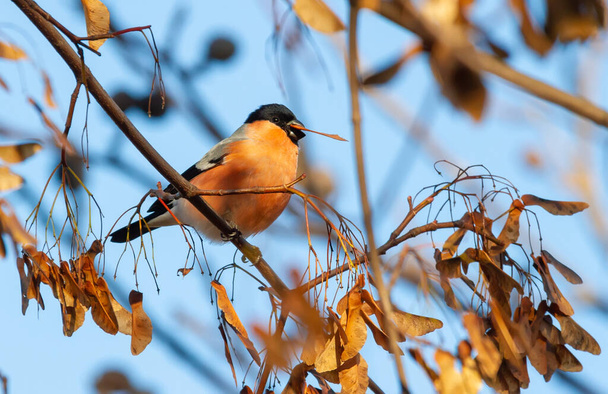 Eurasian bullfinch, Pyrrhula pyrrhula. The male sits on a branch and eats maple seeds - Foto, afbeelding