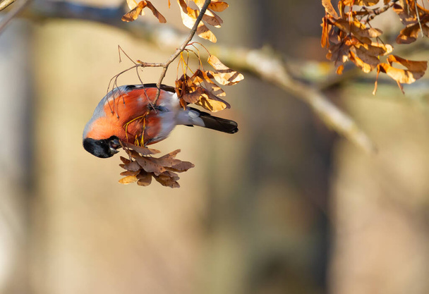 Eurasian bullfinch, Pyrrhula pyrrhula. The male sits on a branch and eats maple seeds - Foto, immagini