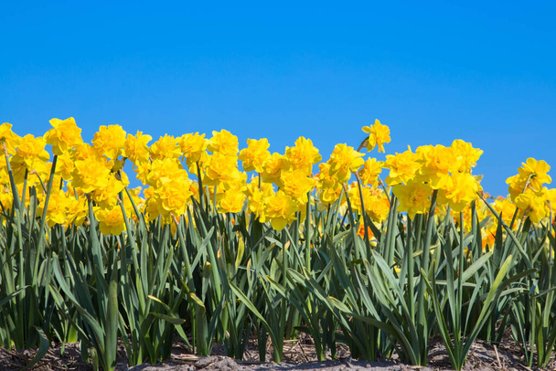 Narcis veld. Heldere lente eerste bloemen van narcissen - Foto, afbeelding