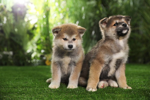 Adorable Akita Inu puppies on green grass outdoors - Foto, immagini