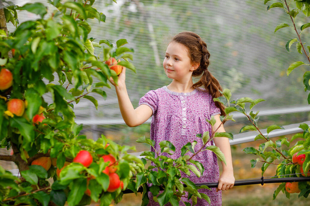 Portré kis iskolás lányról színes ruhában és gumicsizmában, piros almával a bio gyümölcsösben. Imádnivaló boldog egészséges baba gyermek szedés friss érett gyümölcsöt fák és szórakozás. - Fotó, kép