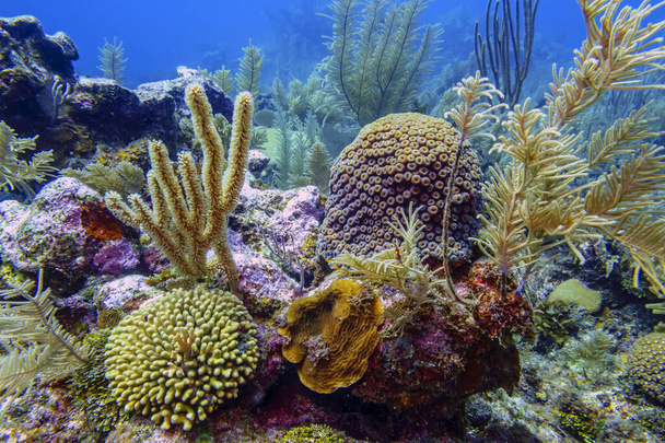 Caribbean coral reef off the coast of the island of bonaire - Photo, Image