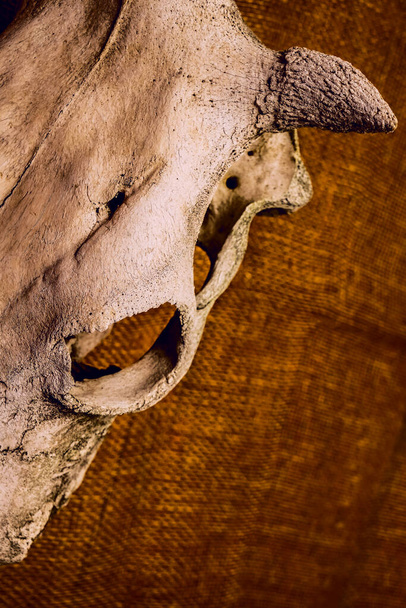 Old skull of bull or cow.  close up image. sackcloth background. empty copy space for inscription. - Фото, изображение