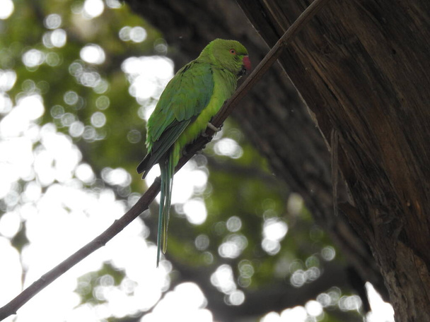 Primo piano del bellissimo pappagallo verde indiano seduto sopra il piccolo bastone o ramo di un albero - Foto, immagini