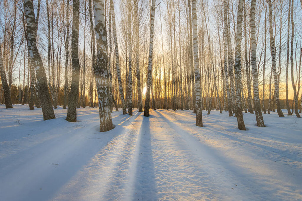 Güneş ışınları kışın gün doğumunda ya da batımında karla kaplı bir huş korusunda ağaç gövdelerinden akıyor.. - Fotoğraf, Görsel
