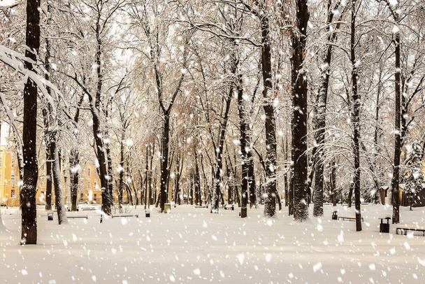 Silne opady śniegu w zimowym parku miejskim pokryte śniegiem w słoneczny zimowy dzień. - Zdjęcie, obraz