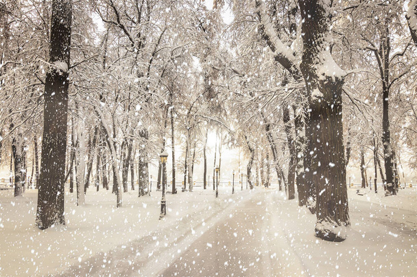 Forte nevicata nel parco cittadino invernale coperto di neve in una giornata invernale soleggiata. Raggi di sole che sfondano alberi e cadono fiocchi di neve. - Foto, immagini