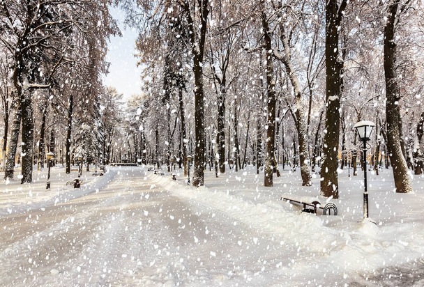 晴れた冬の日に雪に覆われた冬の都市公園での強い雪. - 写真・画像