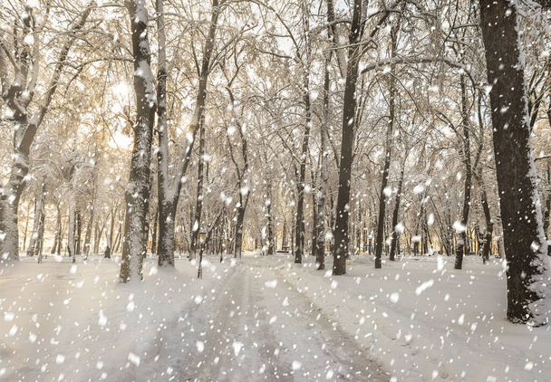 Сильні снігопади в зимовому міському парку вкриті снігом в сонячний зимовий день. Сонячні промені, що пробиваються крізь дерева і падають сніжинки
. - Фото, зображення