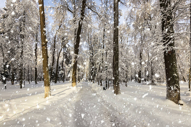 Silne opady śniegu w zimowym parku miejskim pokryte śniegiem w słoneczny zimowy dzień. - Zdjęcie, obraz