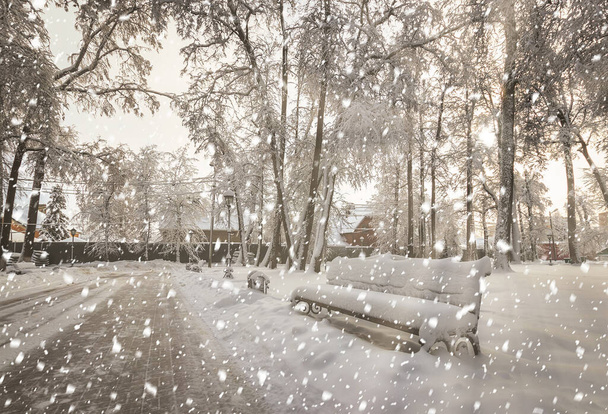 Silne opady śniegu w zimowym parku miejskim pokryte śniegiem w słoneczny zimowy dzień. Promienie słoneczne przedzierające się przez drzewa i spadające płatki śniegu. - Zdjęcie, obraz