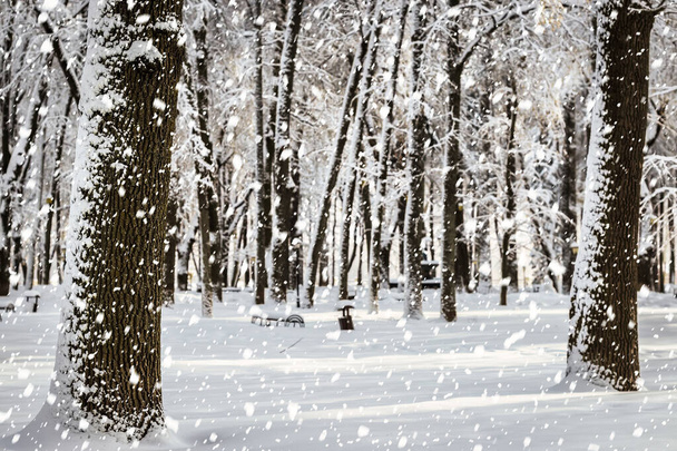 Fuertes nevadas en el parque de invierno cubierto de nieve en un día soleado de invierno. - Foto, Imagen
