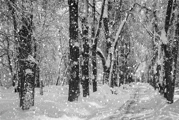 Сильний снігопад в зимовому міському парку вкритий снігом в сонячний зимовий день
. - Фото, зображення