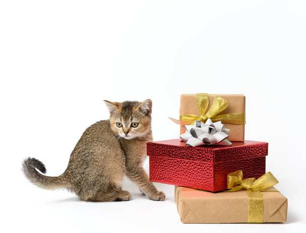 χαριτωμένο γατάκι σκωτσέζικο χρυσό chinchilla ευθεία φυλή σε λευκό φόντο και κουτιά με δώρα, εορταστική φόντο - Φωτογραφία, εικόνα